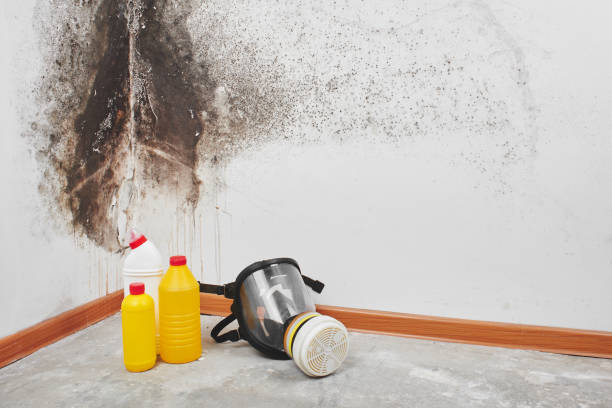 Best Office Mold Removal Services  in Clarksburg, MD