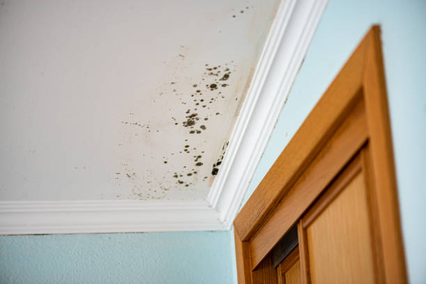 Best Mold Damage Repair  in Clarksburg, MD