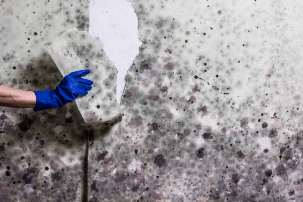 Best Best Mold Removal Companies  in Clarksburg, MD